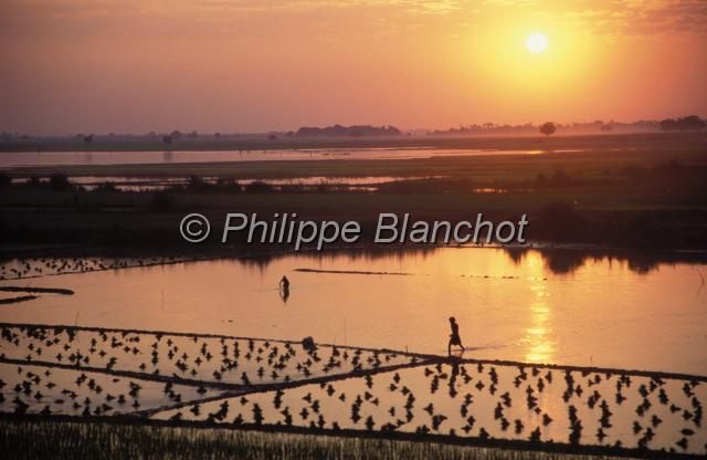 birmanie 48.JPG - Coucher de soleil sur une rizièreAmarapuraBirmanie (Myanmar)